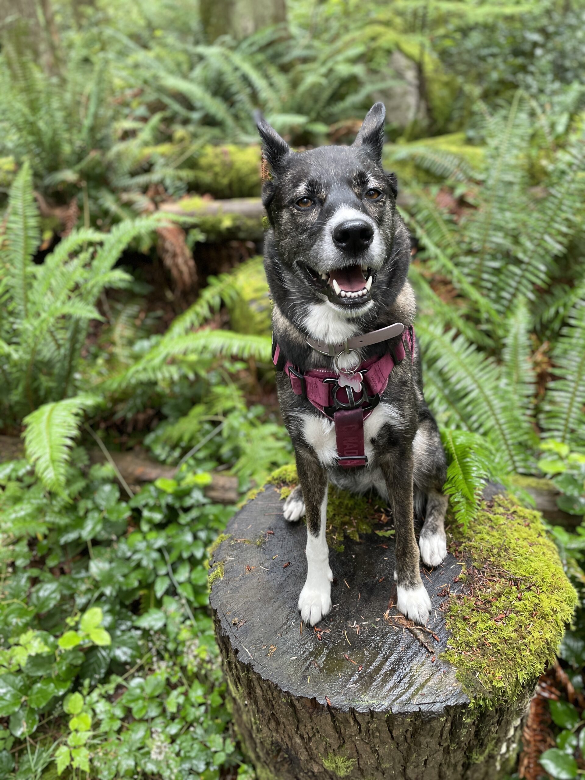 Midge sitting on a tree stump surrounded by forest