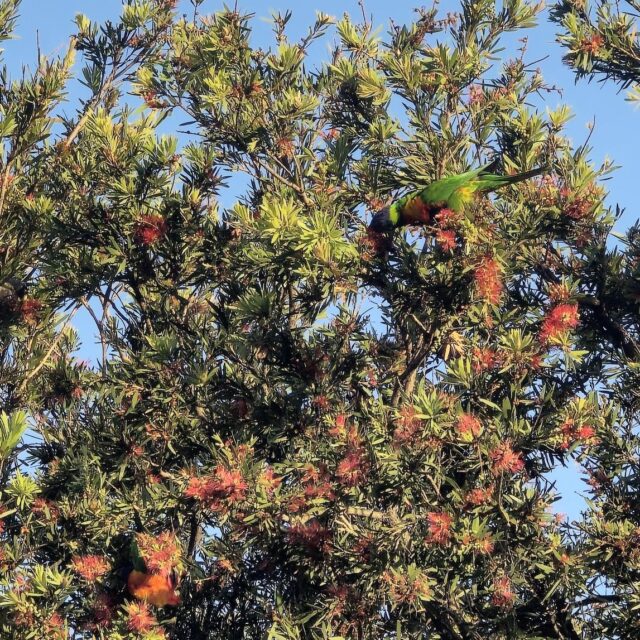 A photo of a bright green and orange rainbow lorikeet, camouflaged in the foliage of a tree.