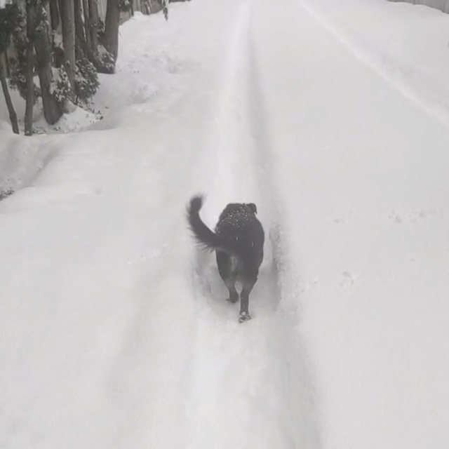 Sally, a small elderly black dog, happily meanders through a path carved out in the snow, which is almost up to her shoulders in height.