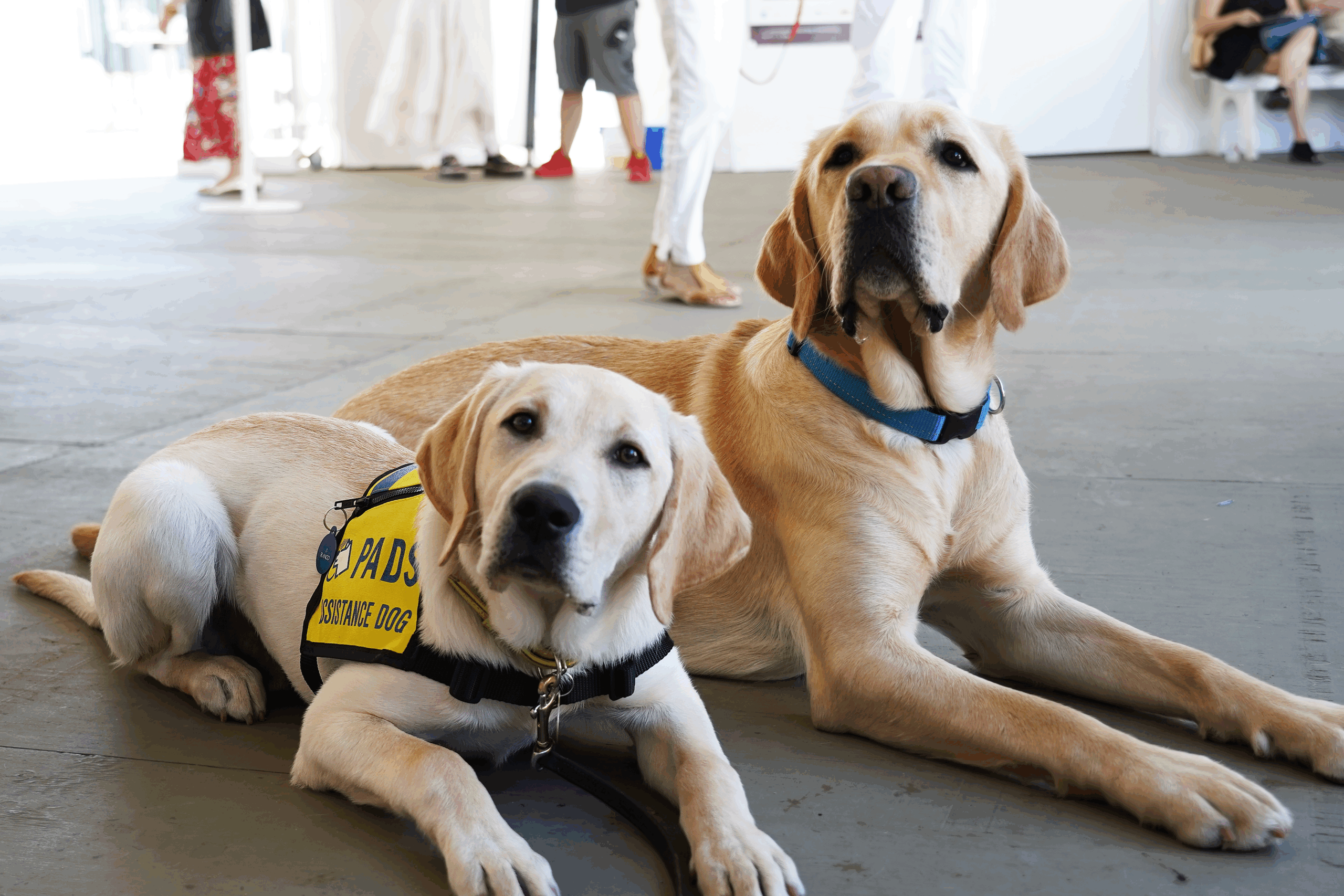 Taj and a service dog in training