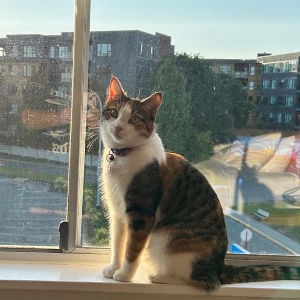 Miffy, a calico cat, sitting in the sun on a window sill.
