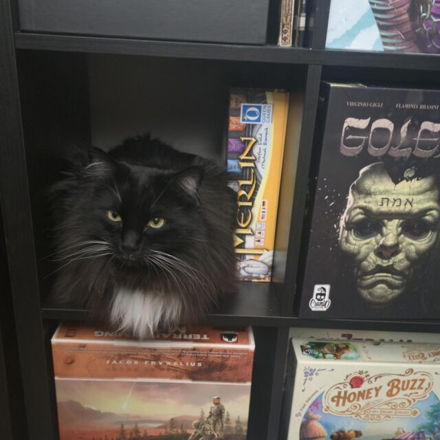 Merlin, a black cat with a patch of white on his chest, sitting on a bookshelf filled with board games.